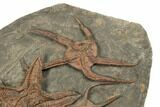 Fantastically Prepared Fossil Starfish & Brittle Stars #196770-3